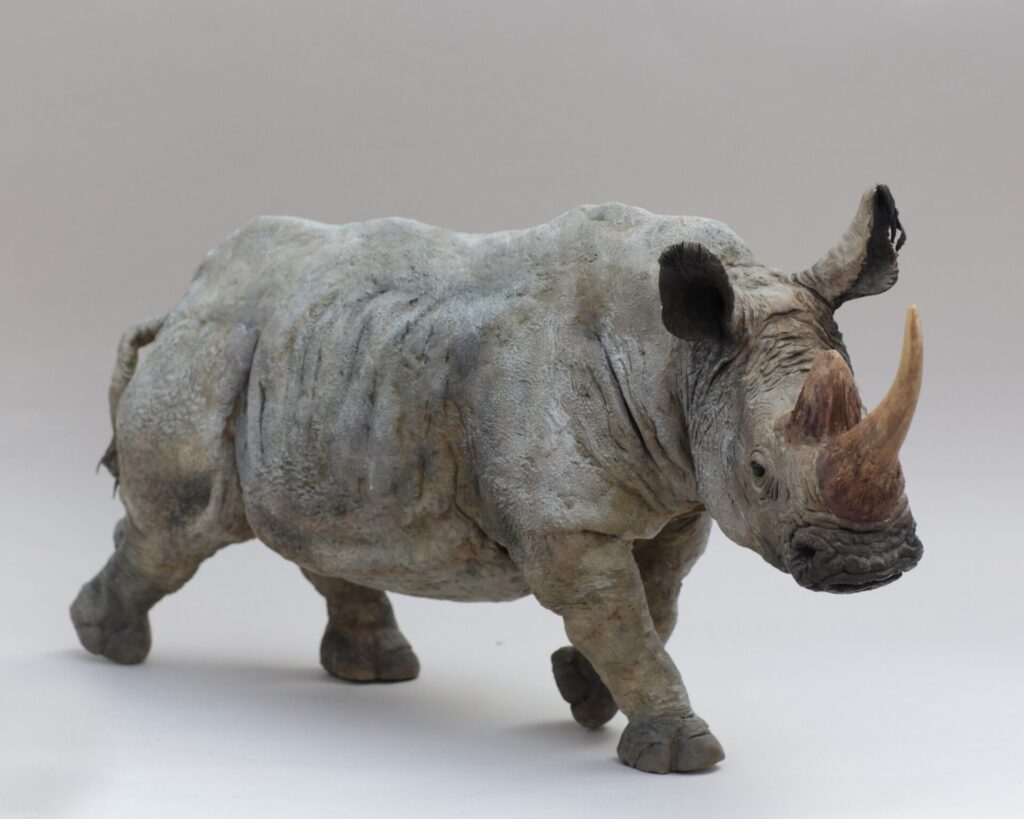 Rhinocéros blanc furieux II copie